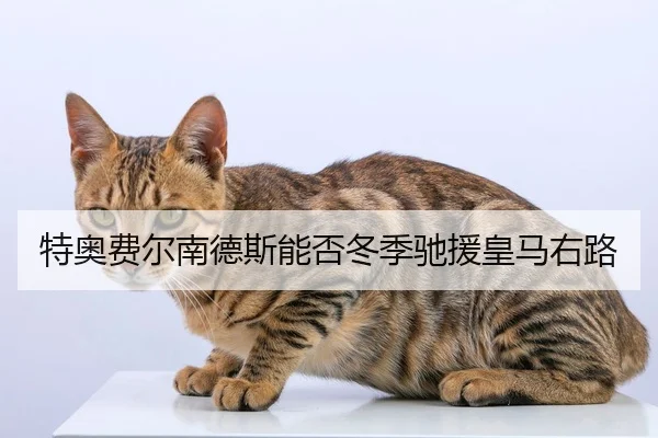 特奥费尔南德斯能否冬季驰援皇马右路